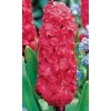 Луковица Гиацинта Холли Хок люкс (Hollyhock): фото и описание