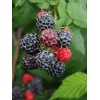 Саженец малины Блэк Джевел (Black Jewel) (Черная): фото и описание