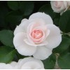 Саженец парковой розы Аспирин Розе (Aspirin Rose): фото и описание