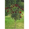 Саженец штамбовой розы Блэк Баккара (Black Baccara): фото и описание