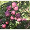 Саженец яблони Имант (Imant): фото и описание