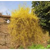 Сеянец форзиции Свисающая (Пониклая): фото и описание