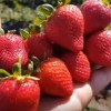 Саженец ремонтантной клубники Кабрилло (Средняя): фото и описание