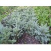 Саженцы Ели Голубая Глаука (Glauca) 20-40 см - 5 шт.: фото и описание