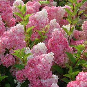 Комплект 5шт / Гортензия Ванилла Фрейз (Vanille Fraise) (метельчатая)