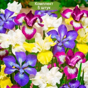 Комплект 5шт / Ирис Сибирика Бридерс Микс (sibirica Breeders Mix)