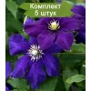 Саженцы клематиса Гидинг Стар (Guiding Star) - 5 шт.: фото и описание