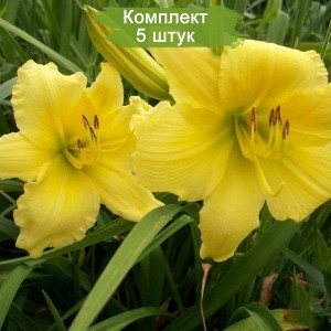 Комплект 5шт / Лилейник Биг Тайм Хэппи (Big Time Happy)