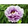 Саженцы пиона древовидного Эксел Хемп Скарф Пёрпл (Excel Hemp Scarf Purple) - 5 шт.: фото и описание