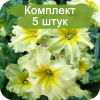 Саженцы примулы Франческа (Francesca) - 5 шт.: фото и описание