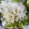 Саженцы рододендрона Панда (Panda) (белый) - 5 шт.: фото и описание