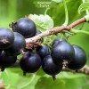 Саженцы черной смородины Ленинградский великан - 5 шт.: фото и описание