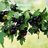 Саженцы смородины золотистой Барнаульская - 5 шт.: фото и описание