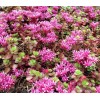Саженец Очитка (седума) ложного Кокцениум (Coccineum): фото и описание