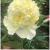 Саженцы Пиона Голдилокс (Goldilocks): фото и описание