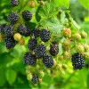 Саженец ежевики Эбони (Ebony): фото и описание