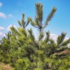 Сеянец сосны крымской (до 15 см): фото и описание